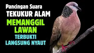 Suara Tekukur Gacor Terbaru 2025 Cocok Untuk Pancingan Dan Pikat | SUARA TEKUKUR ALAM