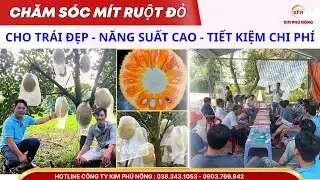 Chăm Sóc Mít Ruột Đỏ Cho Trái Đẹp Năng Suất Cao Tiết Kiệm Chi Phí