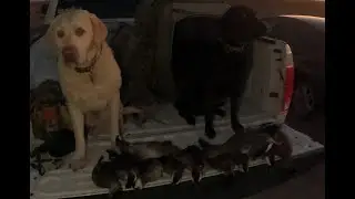 Utah waterfowl 2025 (afternoon run)