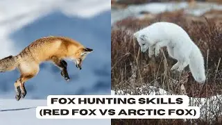 Animal Wildlife | fox hunting skills (red fox vs arctic fox)