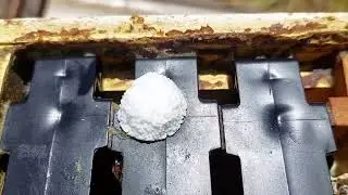 Small Hive Beetle and Peppermint candy