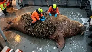 A Heartwarming Rescue Mission: Saving a Stranded Walrus
