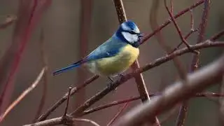 🐦 eurasian blue tit sound 2022 🐦 in 4K / UHD 🐦 by ani male