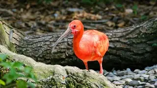 Small Birds Wildlife Nature Video
