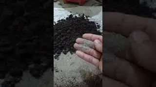 zz plant report