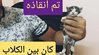 قط رضيع تم انقاذه من فم الكلاب rescue a kitten from dogs attack