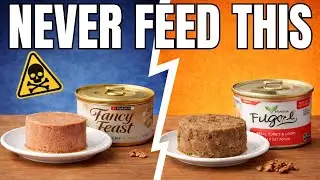 Wet Cat Food INGREDIENTS You Should NEVER Feed Your Cat (SENIORS - PAY ATTENTION)