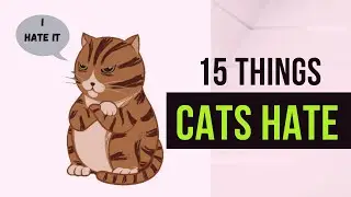 15 things cats hate