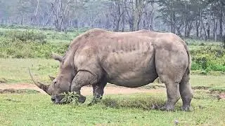 Majestic White Rhino Grazing | Lake Nakuru Kenya Safari 8K