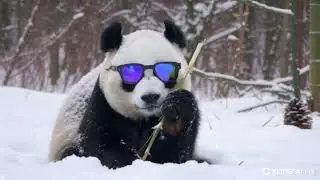PANDAVISION | SNOWYBOY