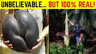 The Most Bizarre and Crazy Facts You've Never Heard Before!