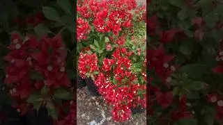 offer day ❤️ #garden #boganvilla #greenlove #gardening #gardenflowers