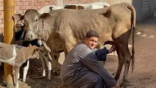 تاجر الغلابة بيقدم عجلتين بكاره رزق اول متصل من الحلوين اوي وبسعر مغري جدا فرصه لا تعوض