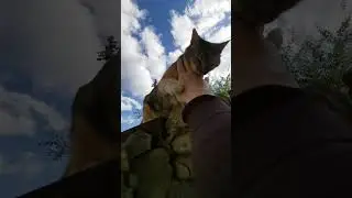 Поединок с котом. #shorts
