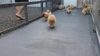 Lulus da Pomerania canil Franz Poms - Fevereiro 2020