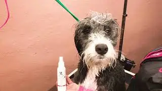 10 in 1 After Bath Spray for Dog's Coat
