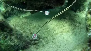 A couple of curious Banded Pipefish.