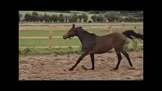 Silver Lining BTE - Echo van het Neerenbosch x Namelus R x Spartacus TN - 2023 filly 