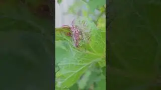 Страшные красные вздутия на смородине - что это? #сад #огород #смородина #тля