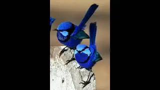 #birds #birdingparadise #nature #birdwatch #birdspotting