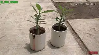 Program bonsai ADENIUM/BUNGA KAMBOJA