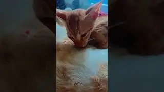 Cute little 🐈😺 Cat Baby 🍼😍 Milk feeding 🤤💞