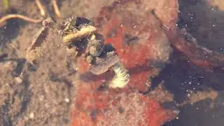 Cased larva of the Caddisfly 'Limnephilus politus' -  Brighton, March 2025
