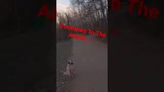 3 minutes to the attack!!! #trails #dog #offleash #bikejoring