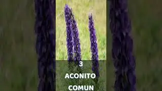 TOP 6 PLANTAS MAS VENENOSAS DEL MUNDO #shorts