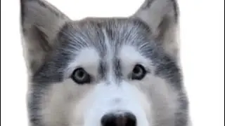 live with siberian huskies Akim and Ayla