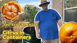 Grow This Super Cold Tolerant Citrus In A Vego Rolling Planter
