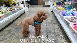 토이푸들(toy poodle) 맛이없어요ㅜ.ㅜ please switch flavor