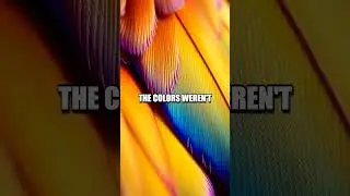 The Surprising Tale of the Peacock Feather Mystery