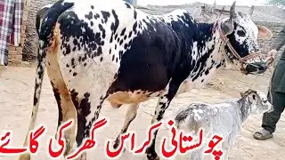 Cholistani Cross Cow Near Samundri Faisalabad | Best Dairy Cow for Farming | Global Village Farming