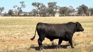FAB SALE 2026 LOT 147