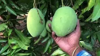 Mango Farm Visit | Plucking Mangoes from Mango Trees | Life of Latief