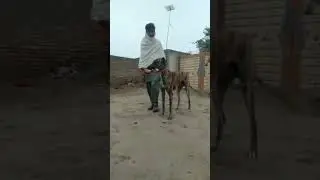 Dangerous Hunting Dog | Zabardast Greyhound