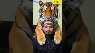Some time with Tiger #animation #ai