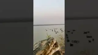 Ducks hunting pakistan #ducks #hunting #indusriver #pakistan #wild #camping #huntinglife