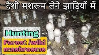 Aarim vlog | desi vlog  | आरिम | mushroom hunting in jungle 🙁  | Aarim ( Mushroom 🍄)
