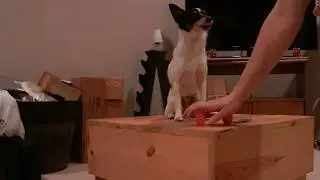 Motivational Fetch musings with a toy breed dog