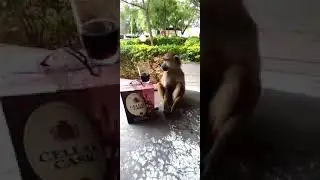 Monkey chewing khat and drinking cellar cask wine