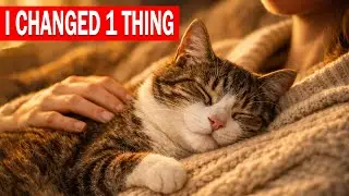 8 MYSTERIOUS Reasons Your Cat Won&rsquo;t Cuddle &mdash; And How to Fix Them in Minutes!