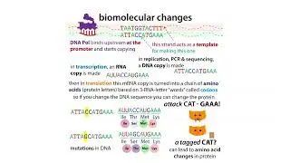 Huntingtons disease biochemistry, genetic diseases & mutation types
