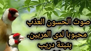 صوت #الحسون العذب #بتبتة يميّزه عن باقي الطيور ويجعله محبوبًا لدى المربين