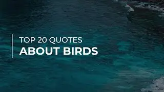 Top 20 Quotes about Birds | Trendy Quotes | Amazing Quotes