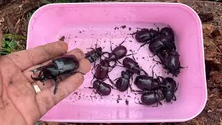 Beetle Hunt in Decaying Wood | Rare Insects in The Wild 😱🪲