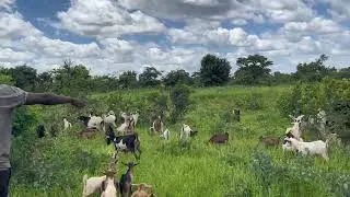 Goats grazing and browsing full video