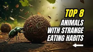 Top 8 Animals with Strange Eating Habits