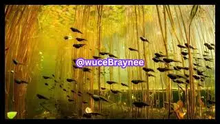 [FREE] NINO PAID x WUCE BRAYNEE x 1ONEAM TYPE BEAT - 